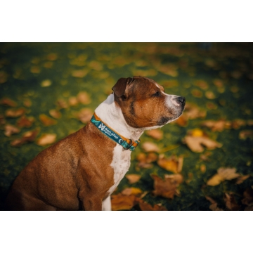 Obojek Trail quest collar...